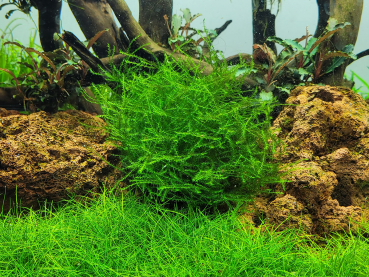 Leptodictyum riparium - Ufer Moos/Stringy Moos/Fadenförmiges Moos 1-2-Grow!